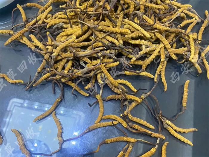 回收冬虫夏草